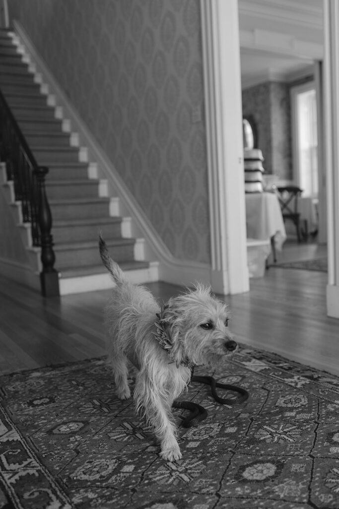 Black and white image of a dog running around The Manor at Stone Acres Farm in Stonington, CT.